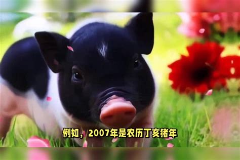 2007年屬什麼|2007年属什么生肖？2007年生肖属相是猪